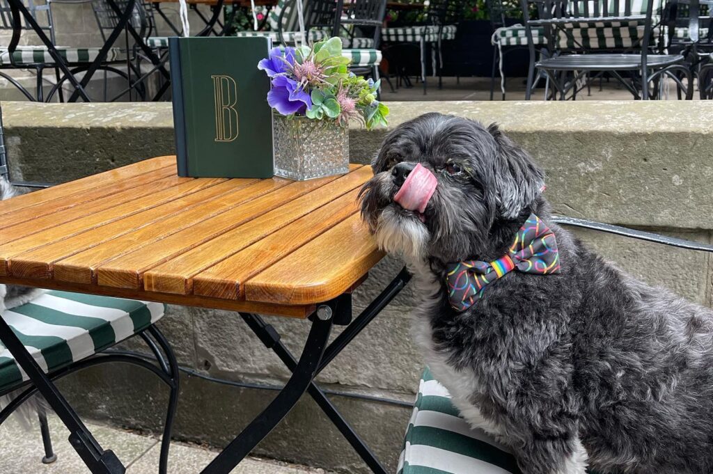 Black-Ivy-Edinburgh-dog-friendly-Facebook-2-e1682587434706-1024x681