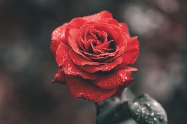 A red Rose